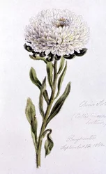 China Aster, pintado na Bayswater