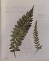 Samambaia comum, pintada em Brantwood, 30 de Novembro de 1857 (aguarela sobre papel)