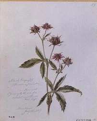 Marsh Cinquefoil, pintado em Brentwood