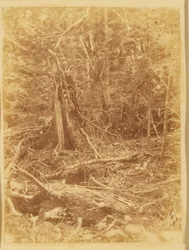 Sem título, da coleção A Floresta: Bosques de Adirondack