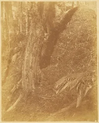 Sem título, da coleção A Floresta: Bosques de Adirondack
