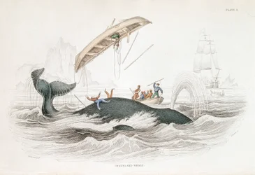 Harpooning a Greenland Whale que atirou um dos barcos atacantes, 1837
