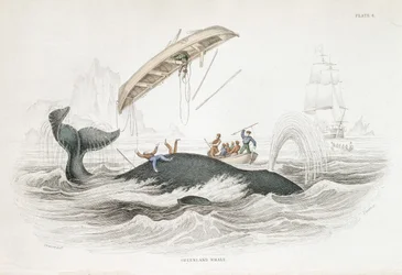 Arpoar uma baleia da Gronelândia que atirou um dos barcos atacantes. De William Jardine The Naturlist