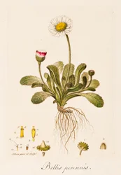 Guerras sem fim, Daisy, c1770-1790