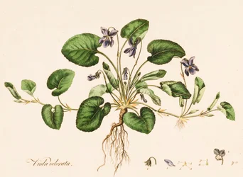 Viola odorata, Sweet Violet, c1770-1790.