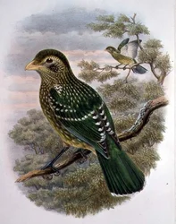 Ailuroedus Crassirostris, Catbird verde (cor litho)