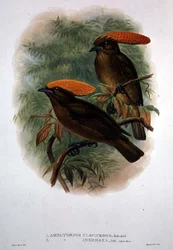 Amblyornis Flavifrons (cor litho)