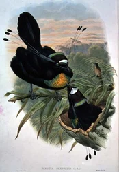 Arfak Pássaro do Paraíso com seis fios (cor litho)