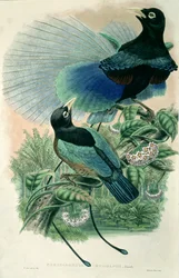 Blue Bird of Paradise (cor litho)
