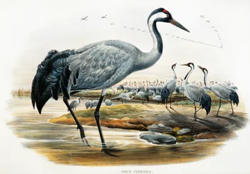 Grou comum (Grus cinerea), litografia de Birds of Great Britain
