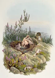 Cuco comum, de John Gould (1804-1881), litografia de William Matthew Hart (1830-1908), Reino Unido