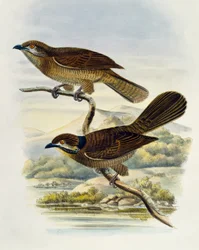 Koel anão (Microdynamis parva), gravura de William Matthew Hart (1830-1908), Reino Unido