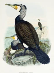 Grande Cormorant (Phalacrocorax carbo), litografia da Birds of Great Britain