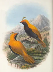 Hart Cnemophilus macgregorii cultura