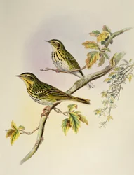 Pipastes agilis (Pipastes agilis), litografia de Birds of Asia