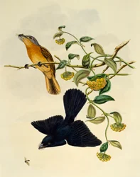 Ochre-headed Flycatcher (Myiagra cervinicauda), gravura de William Matthew Hart (1830-1908), Reino Unido