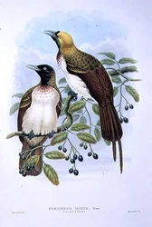 Paradisaea Quilielmi - Lesser Bird of Paradise (cor litho)
