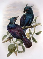 Phonygama Purpureiviolacea (cor litho)