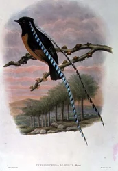 Pteridophora Alberti, Rei da Saxônia Pássaro do Paraíso (cor litho)