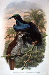 Ptiloris Magnificus, ave espingarda do paraíso (cor litho)