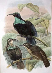 Ptiloris Paradiseus, Ave do Paraíso (cor litho)