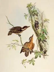 Pica-pau Sunda (Dendrocopos moluccensis), litografia de Aves da Ásia