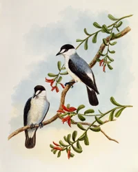 Pisco-dos-torrentes, Monachella muelleriana, gravura de William Matthew Hart (1830-1908), Reino Unido