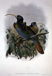 White Sickle-billed Bird of Paradise (cor litho)