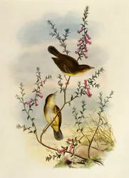 White Spotted Flycatcher (Pseudogerygone notata), gravura de William Matthew Hart (1830-1908), Reino Unido