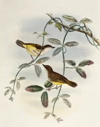 Gerygone de barriga amarela (Gerygone chrysogaster), litografia da Birds of Asia