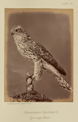 Açafrão americano, macho jovem