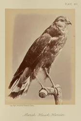 Falcão dos pântanos; Harrier