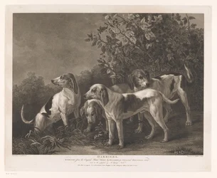 Quatro cães de caça
Harriers (título sobre o objecto)