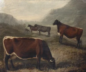 Cinco Glamorgan Cattle