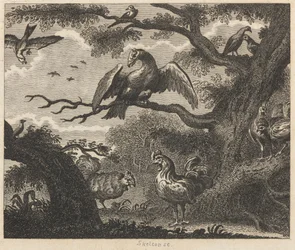 O Abutre, o Pardal, e outras Aves