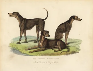 African Bloodhounds in the Gardens of the Zoological Society.