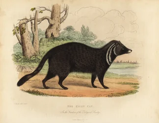 African civet, Civettictis civetta.