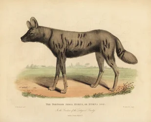 Cão de caça africano, Lycaon pictus.