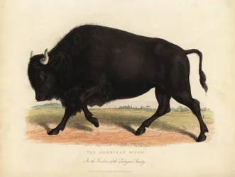 Bisonte americano ou búfalo, bisonte búfalo.