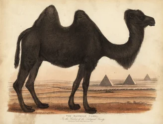 Camelo bactriano, Camelus bactriano.