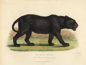 Pantera negra, Panthera pardus ou Panthera onca.