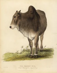 Brahma raça de gado zebuína, Bos taurus indicus.