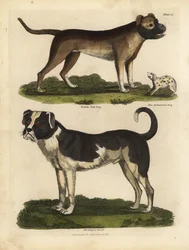 Raças de cães, Canis lupus familiaris.