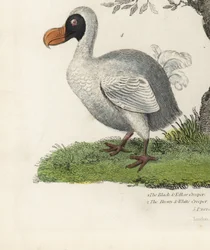 Dodô, Raphus cucullatus, ave extinta sem vôo (antigo Didus ineptus). Gravura em chapa de cobre colorida à mão por um artista desconhecido da História Natural de William Smellie.