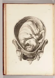 Gravura de uma criança no útero de "Um Conjunto de Tabelas Anatômicas, com Explicações e um Resumo da Prática da Obstetrícia", 1754