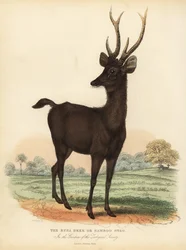 Javan rusa ou Sunda sambar veado, Rusa timorensis. Vulnerável.
