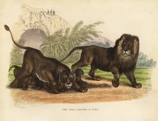 Lioness, Lioness e Leõezinhos, Panthera leo.