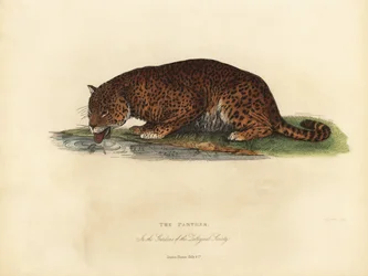 Panther, Panthera pardus ou Panthera onca.