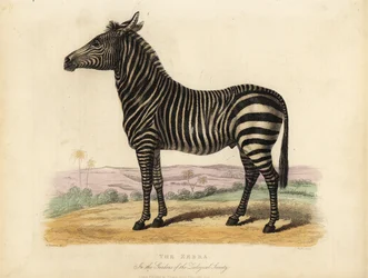 Zebra das planícies, Equus quagga.