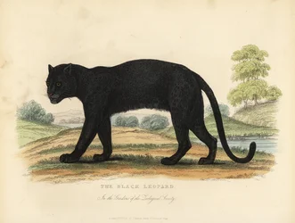 O leopardo-negro, Panthera pardus.